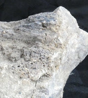Genuine Dinosaur Bone