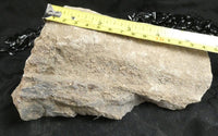 Genuine Dinosaur Bone