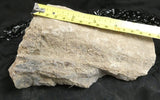 Genuine Dinosaur Bone
