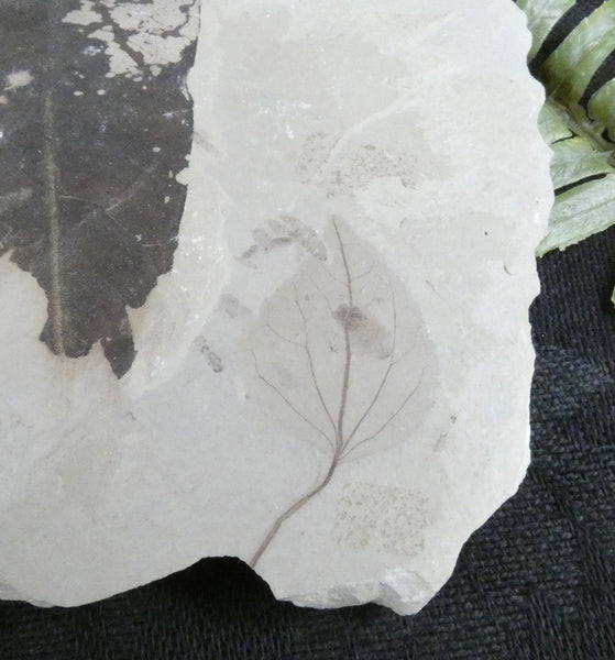 Allophylus Flexifolia & Populul Wilmattae Fossil in Matrix