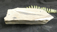 Salix Longiacuminata Fossil in Matrix
