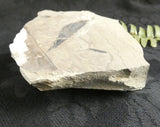 Salix Longiacuminata Fossil in Matrix
