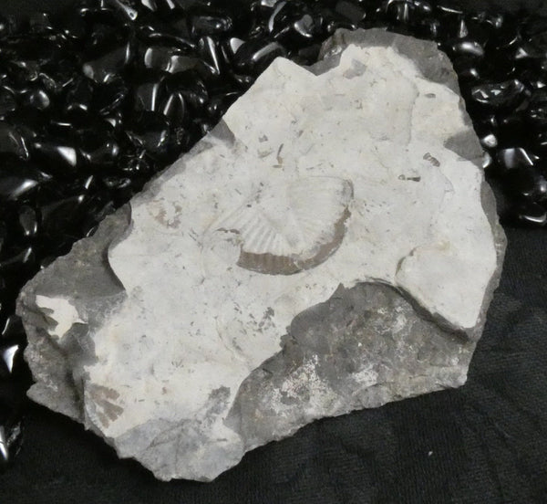 Trilobite Trace Fossil