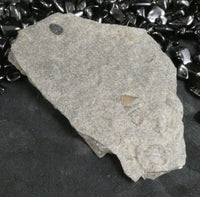 Trilobite Trace Fossil