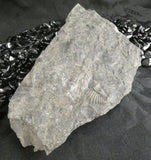 Trilobite Fossils in Matrix