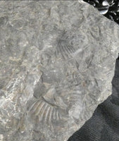 Trilobite Fossils in Matrix