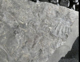 Trilobite Fossils in Matrix