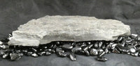 Trilobite Fossils in Matrix