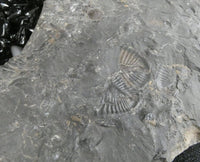 Trilobite Fossils in Matrix