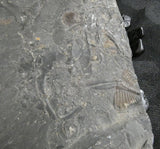 Trilobite Fossils in Matrix