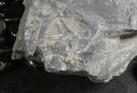 Trilobite Fossils in Matrix