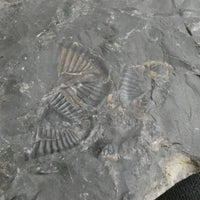 Trilobite Fossils in Matrix