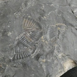 Trilobite Fossils in Matrix