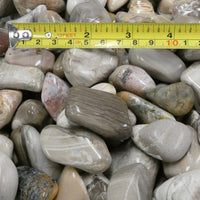Polished California Petrified Wood (Various)