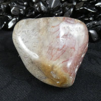 Polished California Petrified Wood (Various)