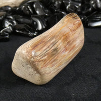 Polished California Petrified Wood (Various)