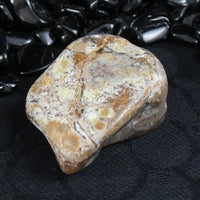 Polished California Petrified Wood (Various)