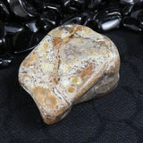 Polished California Petrified Wood (Various)