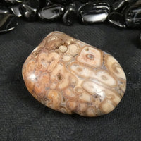 Polished California Petrified Wood (Various)