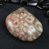 Polished California Petrified Wood (Various)