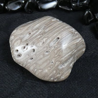 Polished California Petrified Wood (Various)