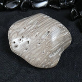 Polished California Petrified Wood (Various)